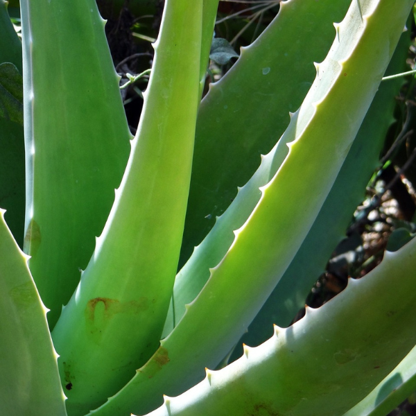 Aloe Vera for Skin Rash and Irritated Skin