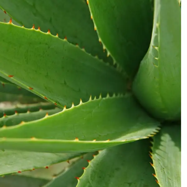 Aloe Vera plant Leaves