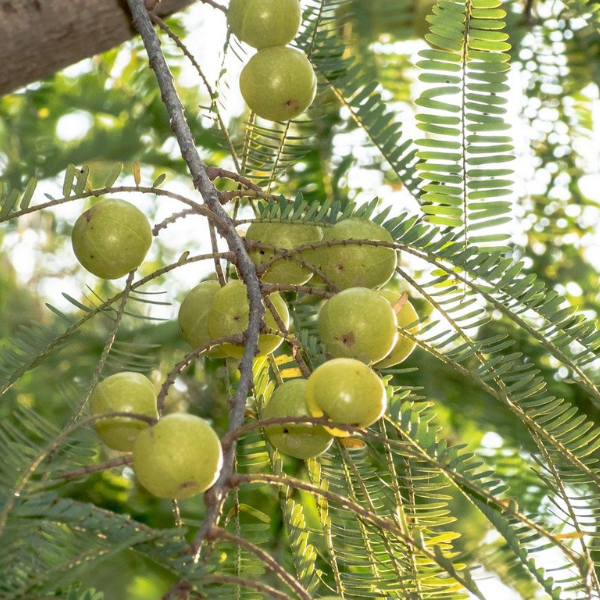 Ayurvedic Hair Oils