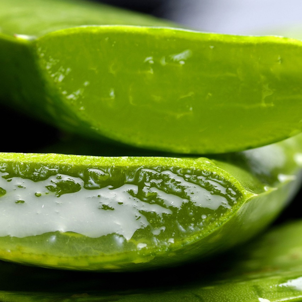 Aloe Vera for Skin Rash and Irritated Skin