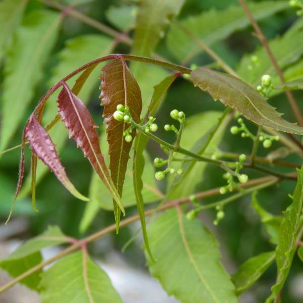 Ayurvedic Hair Oils