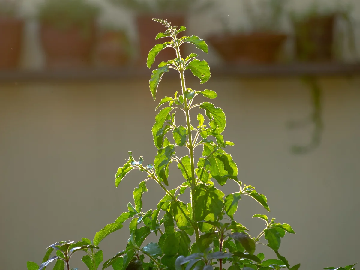 Holy Basil (Tulsi)