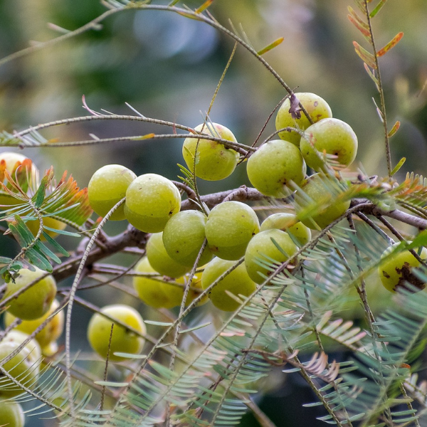 immunity benefits of Amla