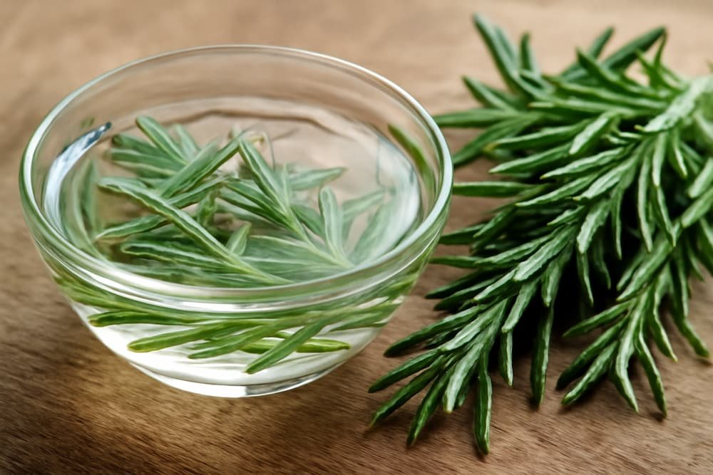 Rosemary water infusion with fresh rosemary leaves